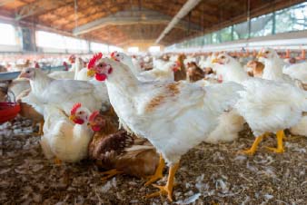 Pada 2007, Karnus memulai penelitian ayam organik